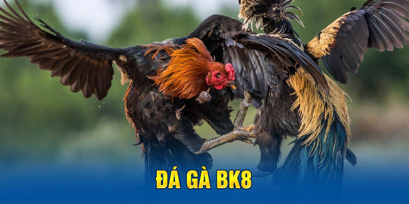 Khái quát về cổng game đá gà bk8