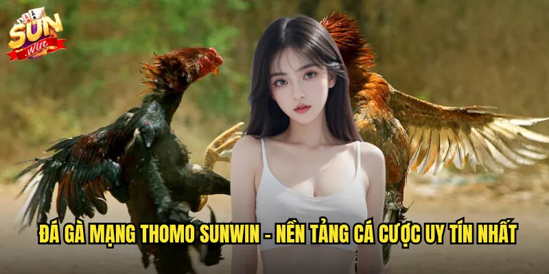 Đá gà mạng thomo sunwin - Kết nối trực tiếp với trường gà số 1 Campuchia 2 Đá gà mạng thomo sunwin - Nền tảng cá cược uy tín nhất