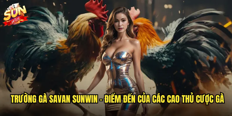Trường gà Savan sunwin - Điểm đến của các cao thủ cược gà
