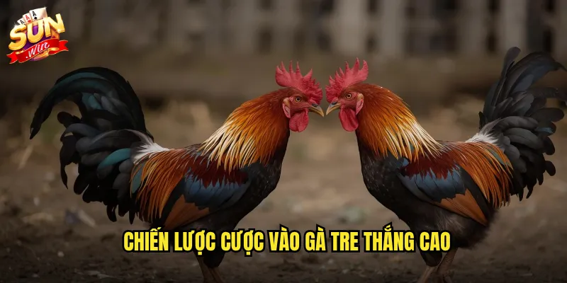 Chiến lược cược vào gà tre thắng cao