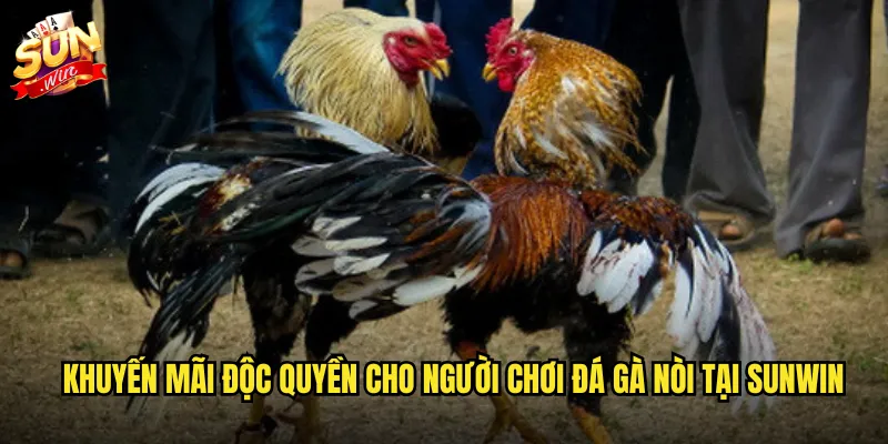Khuyến mãi độc quyền cho người chơi đá gà nòi tại Sunwin