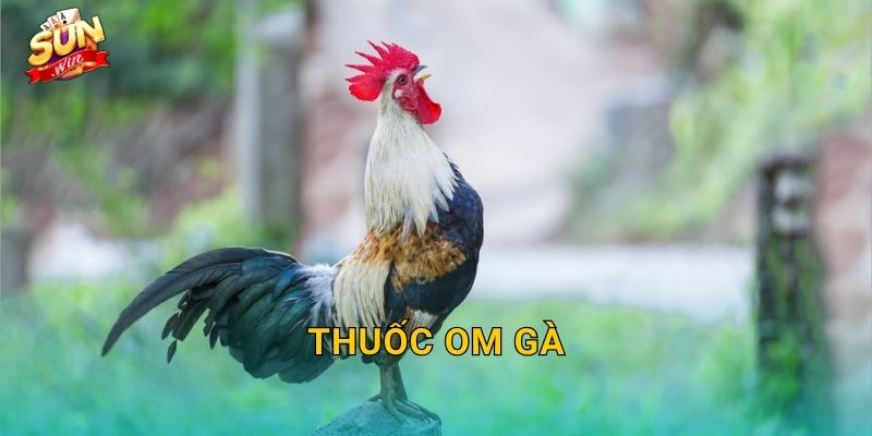 Thuốc Om Gà Sunwin – Bí Quyết Om Bóp Đúng Cách Giúp Gà Chiến Hồi Phục Nhanh