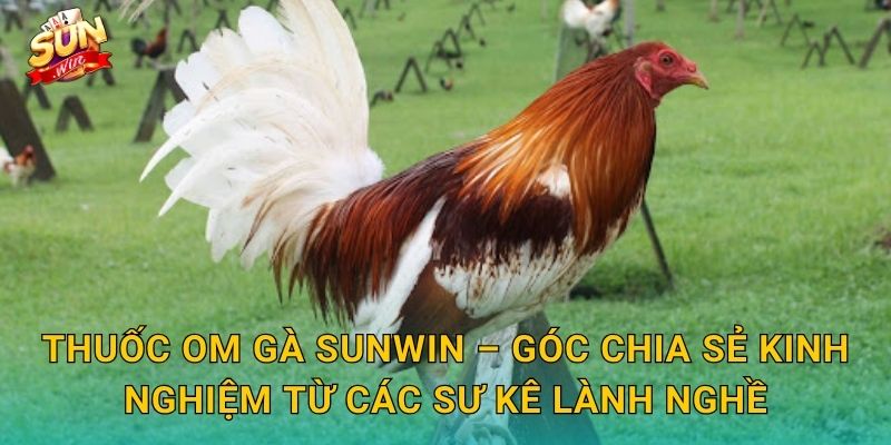 Thuốc Om Gà Sunwin – Báo Chí Chia Sẻ Kinh Nghiệm Từ Các Sư Kê Lành Nghề