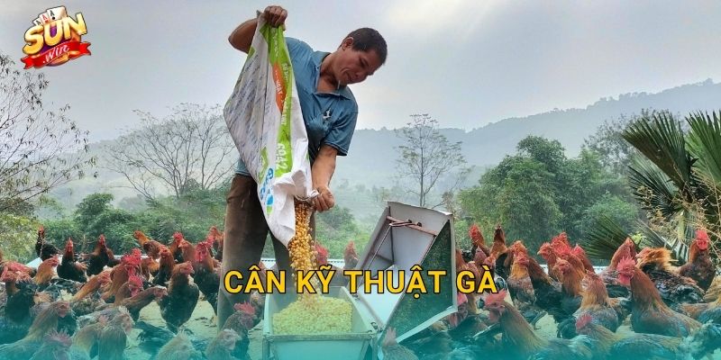 Cân Kỹ Thuật Gà Sunwin – Nghệ Thuật Cân Chỉnh Phong Độ Chiến Kê Đến Từng Chi Tiết