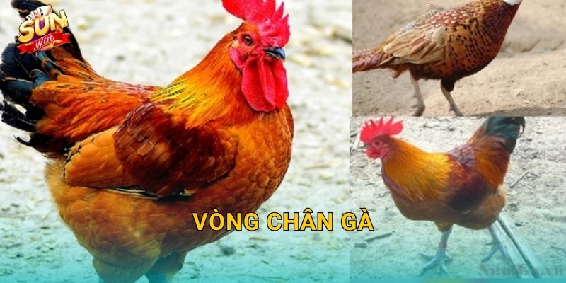 Vòng Chân Gà Sunwin – Phụ Kiện Thi Đấu Không Thể Thiếu Của Mọi Chiến Kê 19 Vòng Chân Gà Sunwin – Phụ Kiện Thi Đấu Không Thể Thiếu Của Mọi Chiến Kê