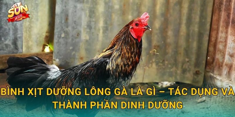 Bình Xịt Dưỡng Lông Gà Là Gì – Tác Dụng Và Thành Phần Dinh Dưỡng