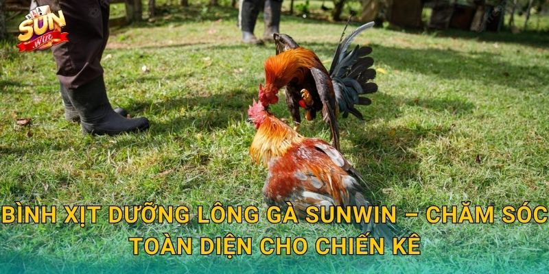 Bình Xịt Dưỡng Lông Gà Sunwin – Chăm Sóc Toàn Diện Cho Chiến Kê