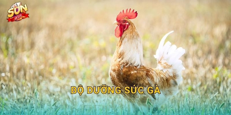 Bộ Dưỡng Sức Gà Sunwin – Nền Tảng Thể Lực Vững Chắc Cho Mọi Chiến Kê