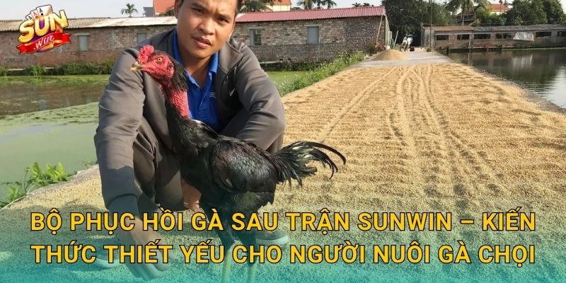 Bộ Phục Hồi Gà Sau Trận Sunwin – Chăm Sóc Chiến Kê Đúng Cách Để Tái Xuất Đỉnh Cao 3 Bộ Phục Hồi Gà Sau Trận Sunwin – Kiến Thức Thiết Yếu Cho Người Nuôi Gà Chọi