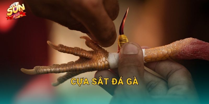 Cựa Sắt Đá Gà Sunwin – Vũ Khí Thép Quyết Định Sức Mạnh Mỗi Đòn Tấn Công 16 Cựa Sắt Đá Gà Sunwin – Vũ Khí Thép Quyết Định Sức Mạnh Mỗi Đòn Tấn Công