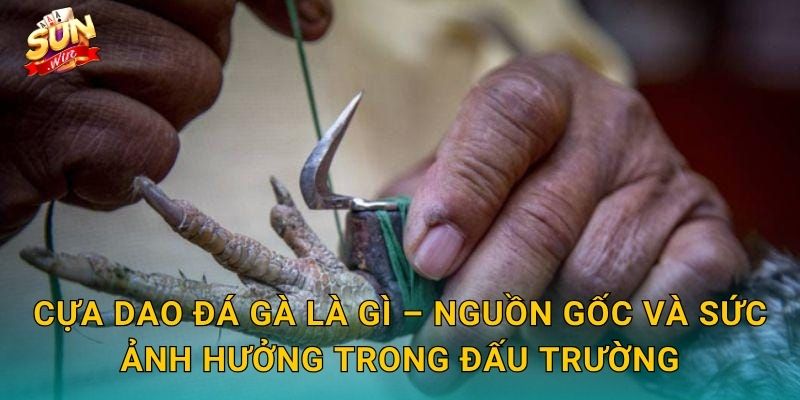 Cựa Dao Đá Gà Là Gì – Nguồn Gốc Và Sức Ảnh Hưởng Trong Đấu Trường
