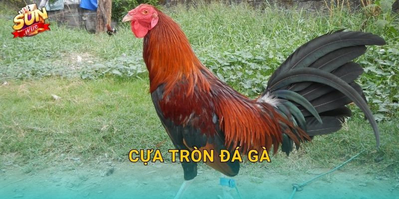 Cựa Tròn Đá Gà Sunwin – Phong Cách Đấu Cựa Bền Bỉ Của Những Chiến Kê Gan Lỳ 25 Cựa Tròn Đá Gà Sunwin – Phong Cách Đấu Cựa Bền Bỉ Của Những Chiến Kê Gan Lỳ