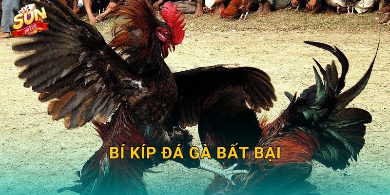 Bí Kíp Đá Gà Bất Bại Sunwin – Chiến Lược Đỉnh Cao Từ Các Sư Kê Hàng Đầu
