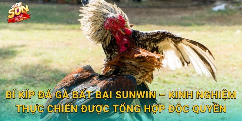 Bí Kíp Đá Gà Bất Bại Sunwin – Kinh Nghiệm Thực Chiến Được Tổng Hợp Độc Quyền