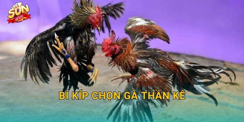 Bí Kíp Chọn Gà Thần Kê Sunwin – Nghệ Thuật Nhìn Gà Của Bậc Thầy Sư Kê 22 Bí Kíp Chọn Gà Thần Kê Sunwin – Nghệ Thuật Nhìn Gà Của Bậc Thầy Sư Kê