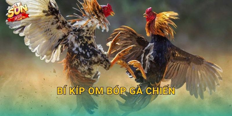 Bí Kíp Om Bóp Gà Chiến Sunwin – Kỹ Thuật Bàn Tay Vàng Của Sư Kê Thực Thụ