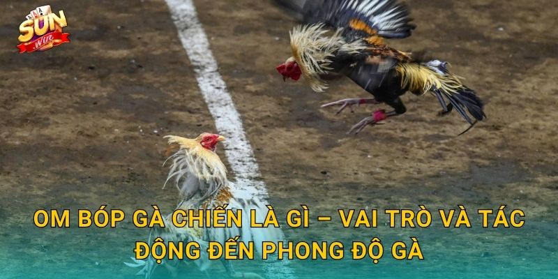 Bí Kíp Om Bóp Gà Chiến Sunwin – Kỹ Thuật Bàn Tay Vàng Của Sư Kê Thực Thụ 2 Om Bóp Gà Chiến Là Gì – Vai Trò Và Tác Động Đến Phong Độ Gà