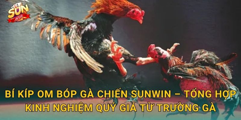 Bí Kíp Om Bóp Gà Chiến Sunwin – Kỹ Thuật Bàn Tay Vàng Của Sư Kê Thực Thụ 3 Bí Kíp Om Bóp Gà Chiến Sunwin – Tổng Hợp Kinh Nghiệm Quý Giá Từ Trường Gà
