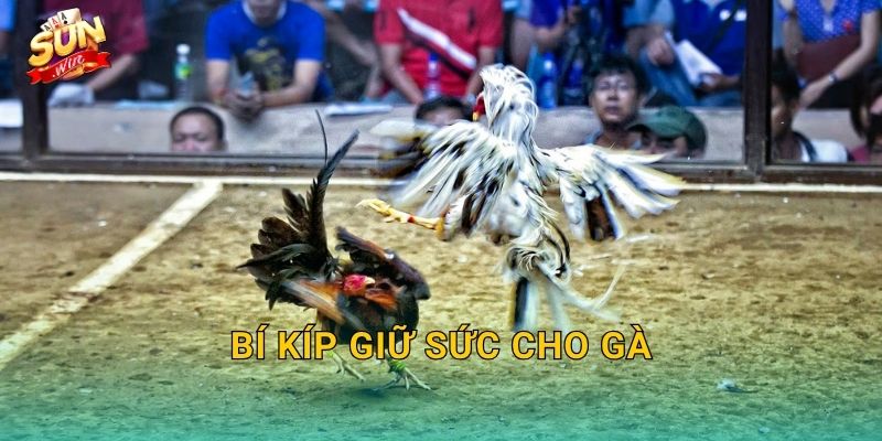Bí Kíp Giữ Sức Cho Gà Sunwin – Duy Trì Thể Trạng Đỉnh Cao Suốt Mùa Thi Đấu