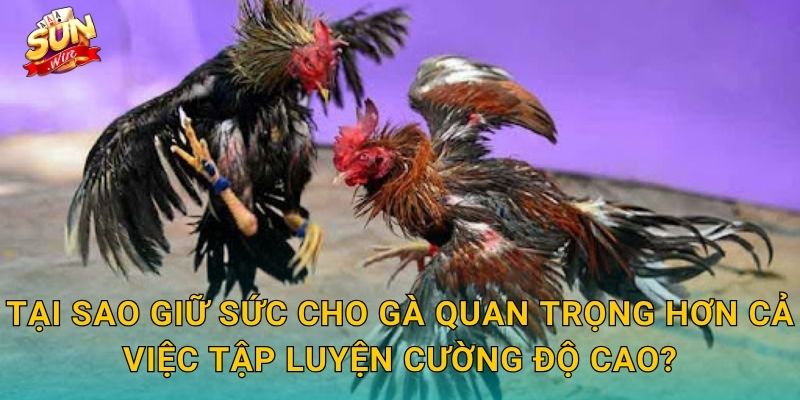 Tại Sao Giữ Sức Cho Gà Quan Trọng Hơn Cả Việc Tập Luyện Cường Độ Cao?