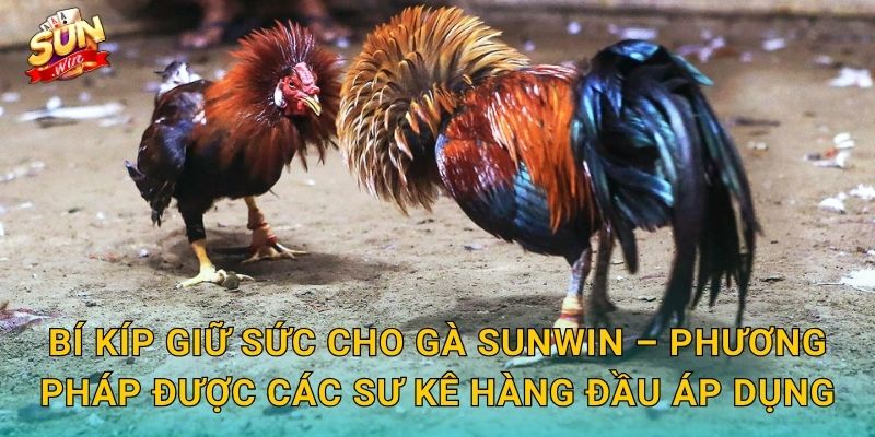 Bí Kíp Giữ Sức Cho Gà Sunwin – Phương Pháp Được Các Sư Kê Hàng Đầu Áp Dụng