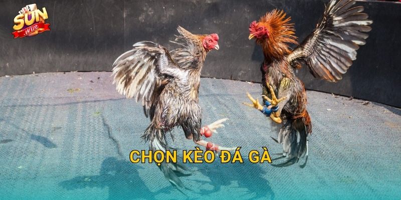 Chọn Kèo Đá Gà Sunwin – Nghệ Thuật Đọc Kèo Của Tay Cược Lão Luyện
