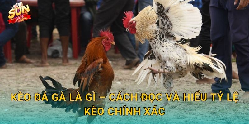 Kèo Đá Gà Là Gì – Cách Đọc Và Hiểu Tỷ Lệ Kèo Chính Xác