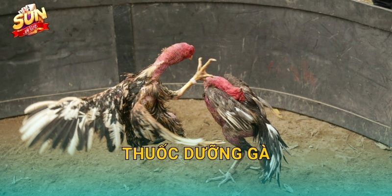 Thuốc Dưỡng Gà Sunwin – Hành Trình Chăm Sóc Chiến Kê Từ Trong Ra Ngoài