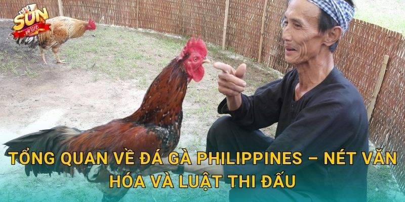 Tổng Quan Về Đá Gà Philippines – Nét Văn Hóa Và Luật Thi Đấu