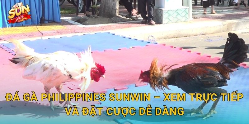 Đá Gà Philippines Sunwin – Xem Trực Tiếp Và Đặt Cược Dễ Dàng