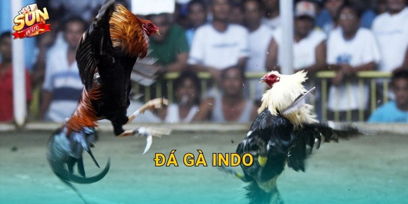 Đá Gà Indo Sunwin – Khám Phá Trường Gà Indonesia Đỉnh Cao Tại Sunwin