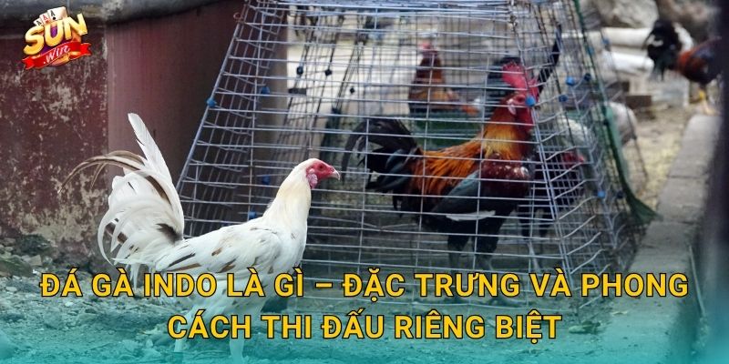 Đá Gà Indo Là Gì – Đặc Trưng Và Phong Cách Thi Đấu Riêng Biệt