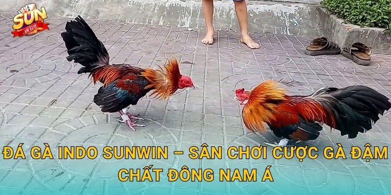 Đá Gà Indo Sunwin – Sân Chơi Cược Gà Đậm Chất Đông Nam Á