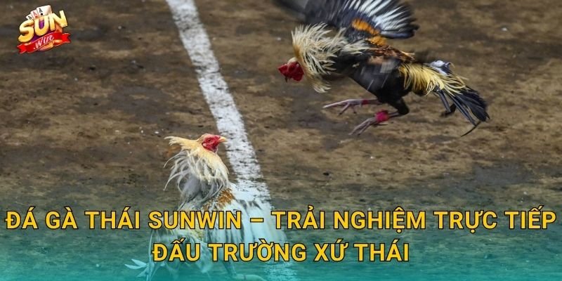 Đá Gà Thái Sunwin – Đấu Trường Gà Chọi Xứ Chùa Vàng Huyền Thoại 3 Đá Gà Thái Sunwin – Trải Nghiệm Trực Tiếp Đấu Trường Xứ Thái