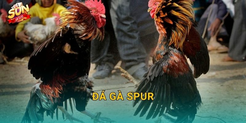 Đá Gà Spur Sunwin – Hình Thức Đấu Cựa Nhân Tạo Kịch Tính Bậc Nhất