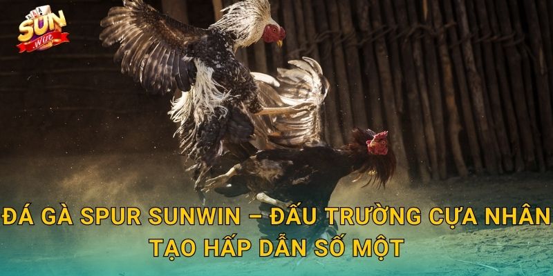 Đá Gà Spur Sunwin – Đấu Trường Cựa Nhân Tạo Hấp Dẫn Số Một