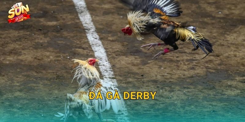 Đá Gà Derby Sunwin – Giải Đấu Gà Chọi Đỉnh Cao Quy Tụ Chiến Kê Xuất Sắc Nhất 4 Đá Gà Derby Sunwin – Giải Đấu Gà Chọi Đỉnh Cao Quy Tụ Chiến Kê Xuất Sắc Nhất