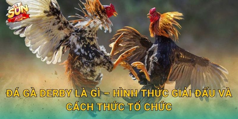 Đá Gà Derby Là Gì – Hình Thức Giải Đấu Và Cách Thức Tổ Chức