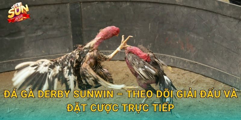 Đá Gà Derby Sunwin – Theo Dõi Giải Đấu Và Đặt Cược Trực Tiếp
