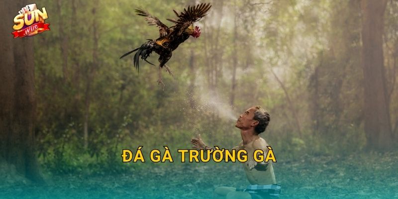 Đá Gà Trường Gà Sunwin – Không Khí Sòng Chiến Thực Thụ Ngay Trên Màn Hình